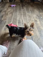 Leonard, a male Yorkshire Terrier for sale in Roscommon, MI – Photo 7 of 10
