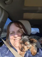 Leonard, a male Yorkshire Terrier for sale in Roscommon, MI – Photo 9 of 10