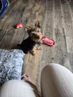 Leonard, a male Yorkshire Terrier for sale in Roscommon, MI – Photo 5 of 10