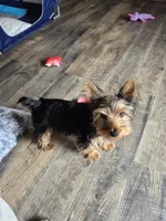 Leonard, a male Yorkshire Terrier for sale in Roscommon, MI – Photo 4 of 10