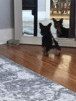 Leonard, a male Yorkshire Terrier for sale in Roscommon, MI – Photo 6 of 10
