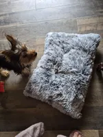 Leonard, a male Yorkshire Terrier for sale in Roscommon, MI – Photo 3 of 10