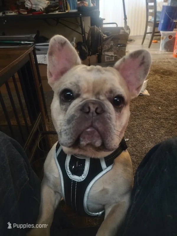 Buddy – French Bulldog puppy for sale in Buena Park, CA