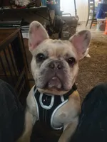 Buddy, a male French Bulldog for sale in Buena Park, CA – 1 of 4