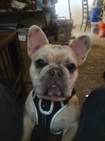 Buddy, a male French Bulldog for sale in Buena Park, CA – 3 of 4