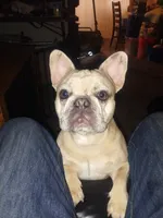 Buddy, a male French Bulldog for sale in Buena Park, CA – 4 of 4