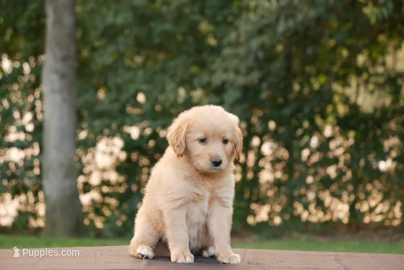 Hank – Goldendoodle puppy for sale in Squaw Valley, CA