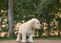 Buster, a male Goldendoodle for sale in Squaw Valley, CA – 4 of 4