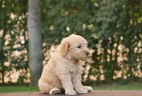 Bruno, a male Goldendoodle for sale in Squaw Valley, CA – 3 of 4