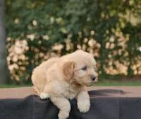 Bruno, a male Goldendoodle for sale in Squaw Valley, CA – 1 of 4