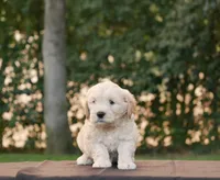 Buster, a male Goldendoodle for sale in Squaw Valley, CA – 1 of 4