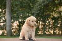 Hank, a male Goldendoodle for sale in Squaw Valley, CA – 3 of 3