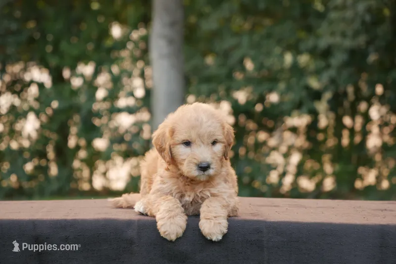 Fritz – Goldendoodle puppy for sale in Squaw Valley, CA