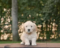 Buster, a male Goldendoodle for sale in Squaw Valley, CA – 2 of 4