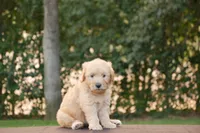 Bruno, a male Goldendoodle for sale in Squaw Valley, CA – 2 of 4
