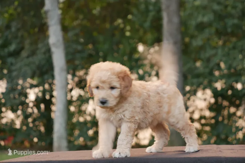 Rolo – Goldendoodle puppy for sale in Squaw Valley, CA