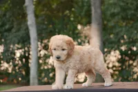 Rolo, a male Goldendoodle for sale in Squaw Valley, CA – 1 of 3