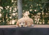 Fritz, a male Goldendoodle for sale in Squaw Valley, CA – 3 of 3