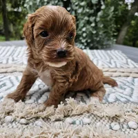 processed/5e152708-db98-4b69-a59a-25c29255b4a8/facility/cb13d36d-caf7-40d6-bde4-665d0640f29e