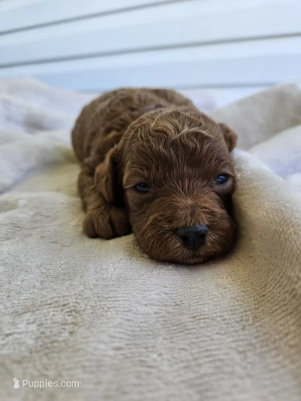 Silas – Cavapoo puppy for sale in Crab Orchard, KY