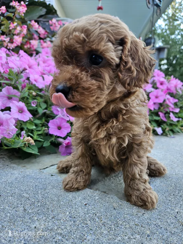 Gizmo – Cavapoo puppy for sale in Crab Orchard, KY