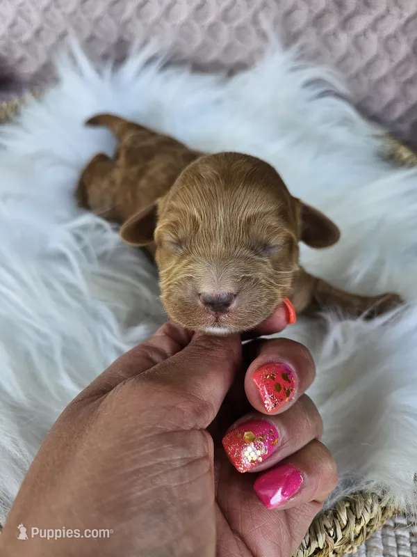 Timber – Cavapoo puppy for sale in Crab Orchard, KY