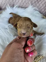 Timber, a male Cavapoo for sale in Crab Orchard, KY – 1 of 4