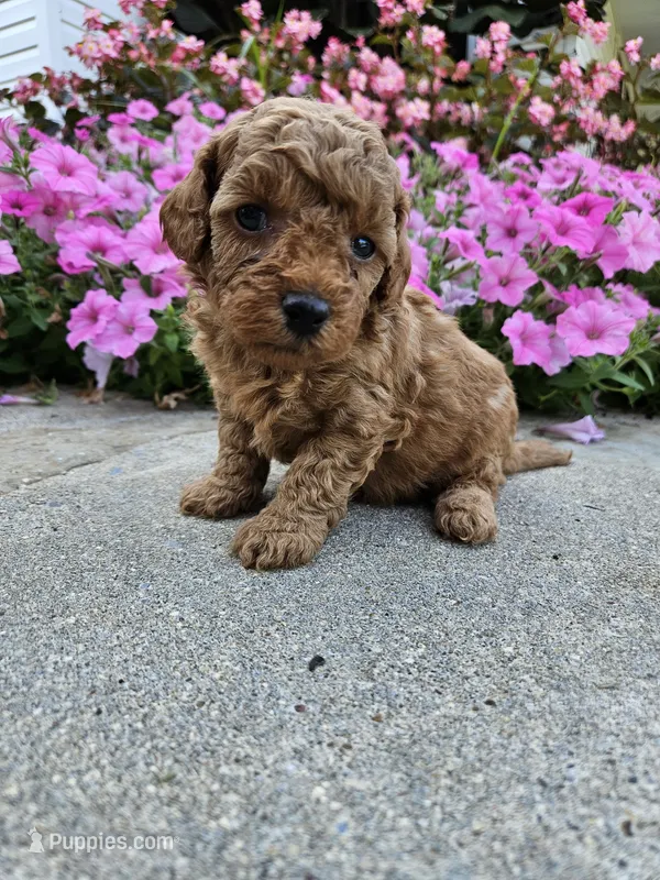 Gizmo – Cavapoo puppy for sale in Crab Orchard, KY