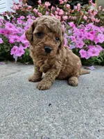 Gizmo, a male Cavapoo for sale in Crab Orchard, KY – 1 of 4