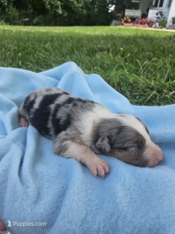 Levi – Australian Shepherd puppy for sale in Crab Orchard, KY