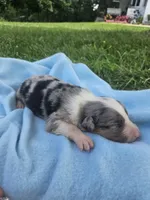 Levi, a male Australian Shepherd for sale in Crab Orchard, KY – 1 of 6