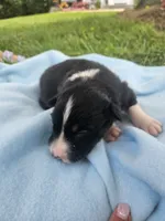 Ledger, a male Australian Shepherd for sale in Crab Orchard, KY – 4 of 7
