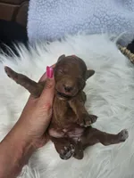 Stormy, a male Cavapoo for sale in Crab Orchard, KY – 4 of 5