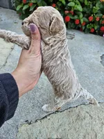Wren, a female Bichpoo for sale in Crab Orchard, KY – 5 of 6