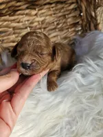 Hazel , a female Cavapoo for sale in Crab Orchard, KY – 2 of 5