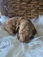 Gizmo, a male Cavapoo for sale in Crab Orchard, KY – 3 of 7