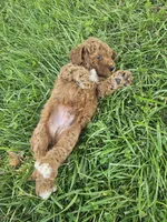 Judge, a male Cavapoo for sale in Crab Orchard, KY – 4 of 5
