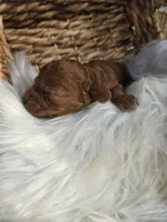 Huck, a male Cavapoo for sale in Crab Orchard, KY – 4 of 5