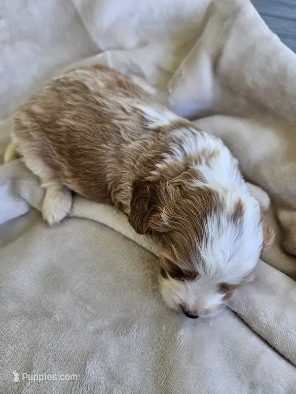 Jasper – Cavapoo puppy for sale in Crab Orchard, KY