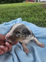 Lincoln , a male Australian Shepherd for sale in Crab Orchard, KY – 2 of 7