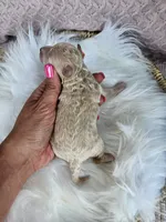Rocky, a female Bichpoo for sale in Crab Orchard, KY – 2 of 3