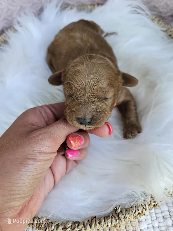Marlie – Cavapoo puppy for sale in Crab Orchard, KY