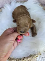 Marlie, a female Cavapoo for sale in Crab Orchard, KY – 1 of 4