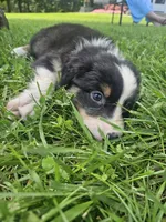 Louie, a male Australian Shepherd for sale in Crab Orchard, KY – 3 of 4