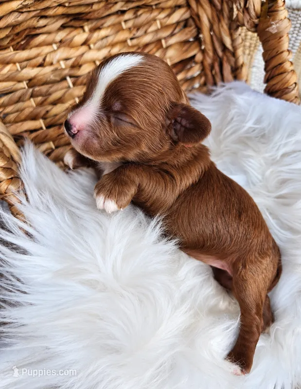 Hallie – Cavapoo puppy for sale in Crab Orchard, KY