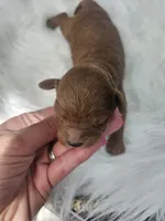 Sandy, a female Cavapoo for sale in Crab Orchard, KY – 2 of 4