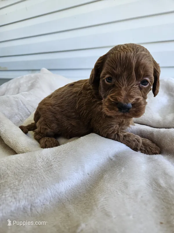 Jet – Cavapoo puppy for sale in Crab Orchard, KY