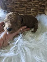 Gentry, a male Cavapoo for sale in Crab Orchard, KY – 3 of 7