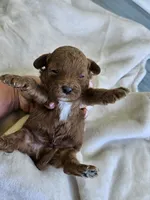 Sarge, a male Cavapoo for sale in Crab Orchard, KY – 2 of 5