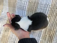 Yoshi, a male Rat Terrier for sale in Crab Orchard, KY – 2 of 3
